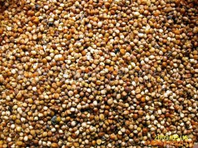 【圖】供應 優質 東北 釀酒 紅粱_容商天下